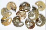 Lot: KG Madagascar Polished Ammonites (-) - Pieces #79352-1